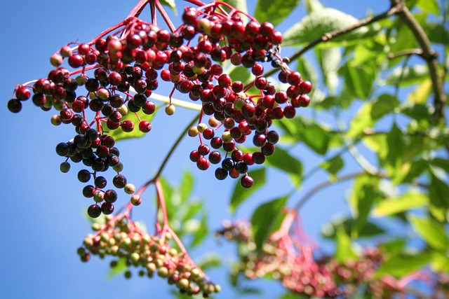 Ouderling, Wilde Plant, Houder Bus