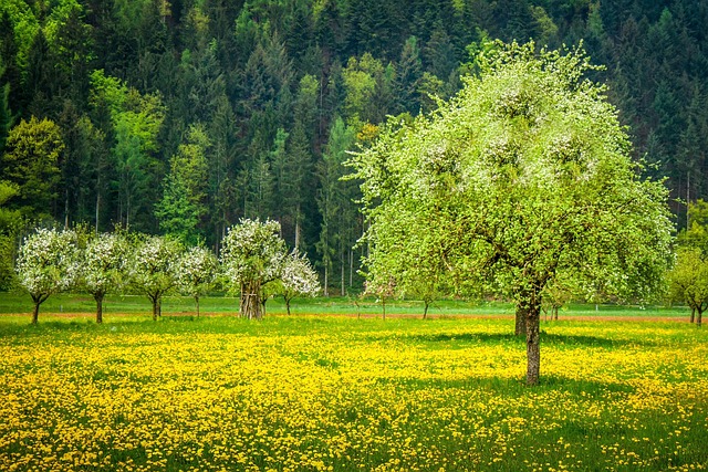 De Lente, Paardebloem, Puntige Bloem