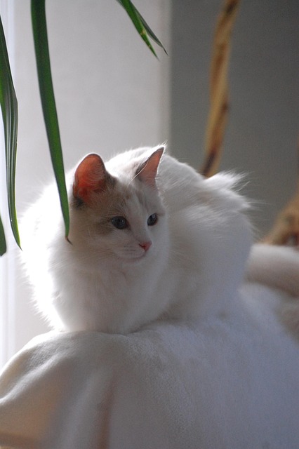 Katze, Tiere, Pelz, Ragdoll, White