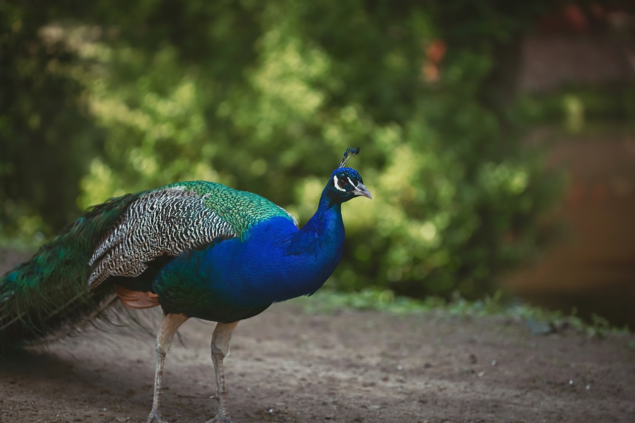 Peacock - free online jigsaw puzzle photo