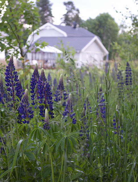 Blumen, Haus, Lupinen, Heim, Natur