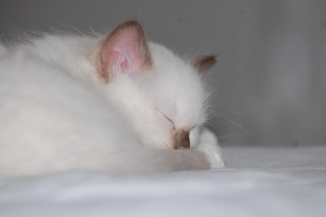 Katze, Kätzchen, Schlaf, Weiche, Tier