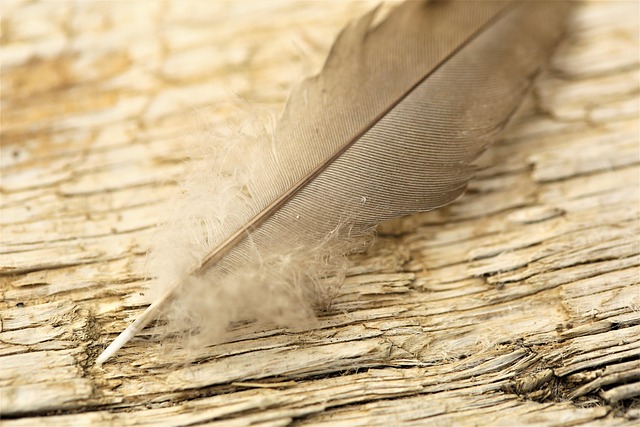 Free Feather Wood photo and picture