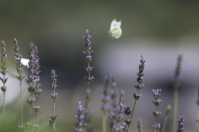 Free Nature Butterfly photo and picture