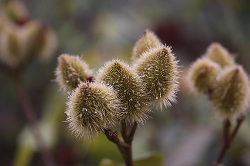 Planta, Jardim, Natureza, Botânica