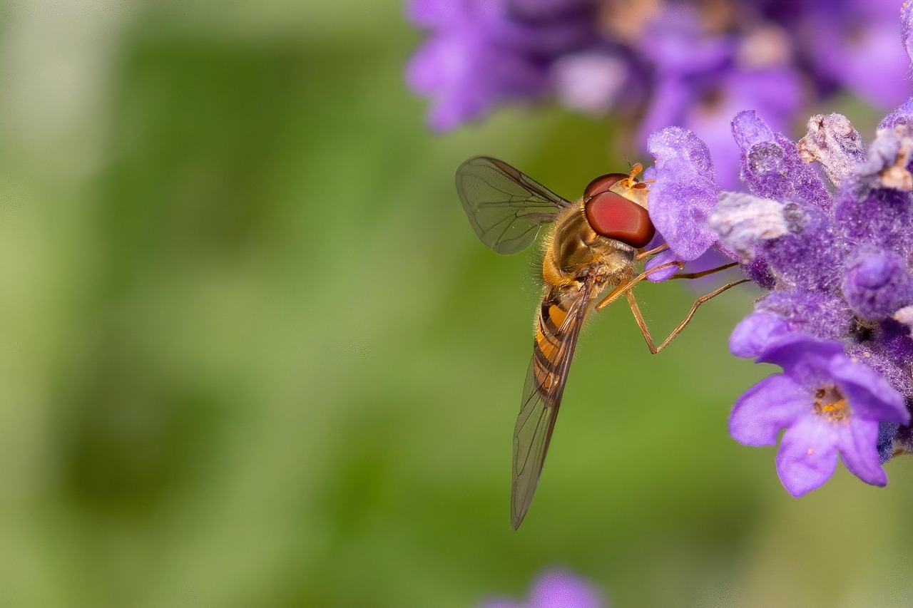 Lavender Insect Insect Lavender Nature The - Free photo on Pixabay - Pixabay