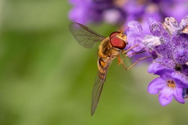 Lavender Insect Insect Lavender Nature The - Free photo on Pixabay