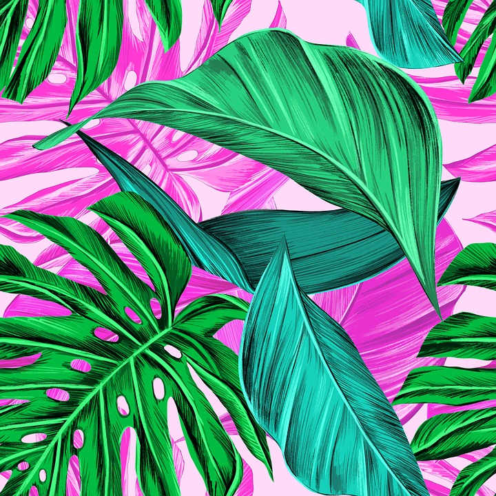 Hojas Tropicales Monstera Verano Imagen Gratis En Pixabay