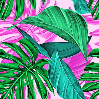 เขตร้อนเขียว, Monstera, ฤดูร้อน, เขตร้อน