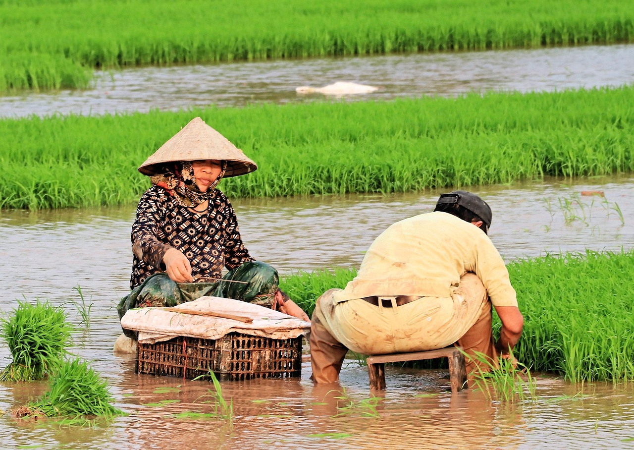 Rice Plants Spring Woman Viet - Free photo on Pixabay