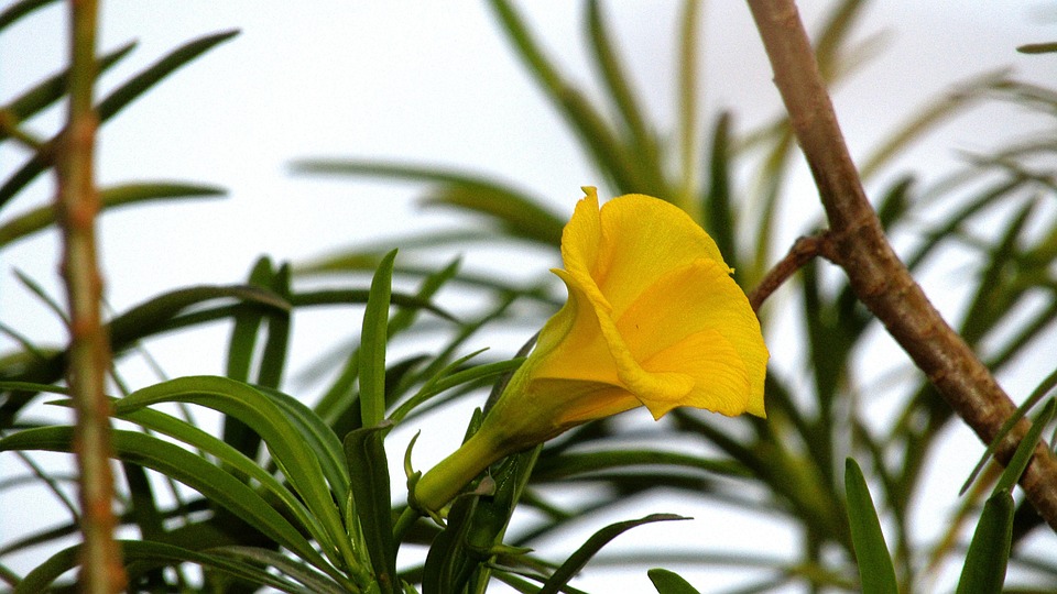 Zambia Flower Free photo on Pixabay