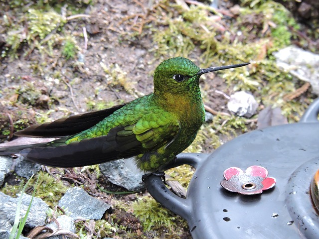 Free Hummingbird Bird photo and picture