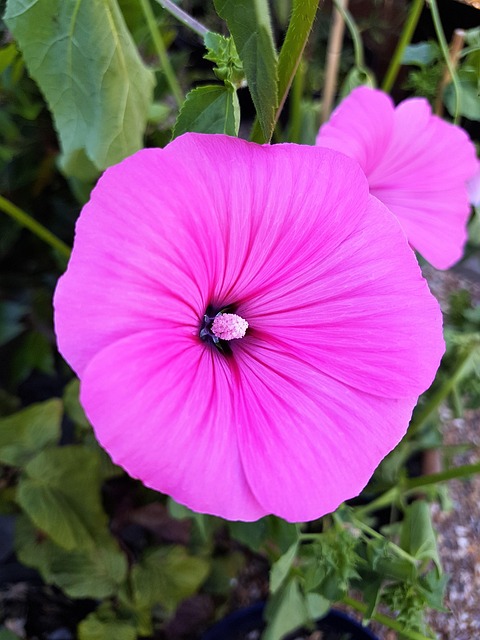 Rosado, Flor, Malva, Primavera