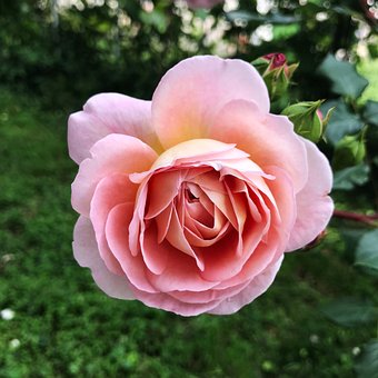 Flores, Rosas, Rosa Rosa