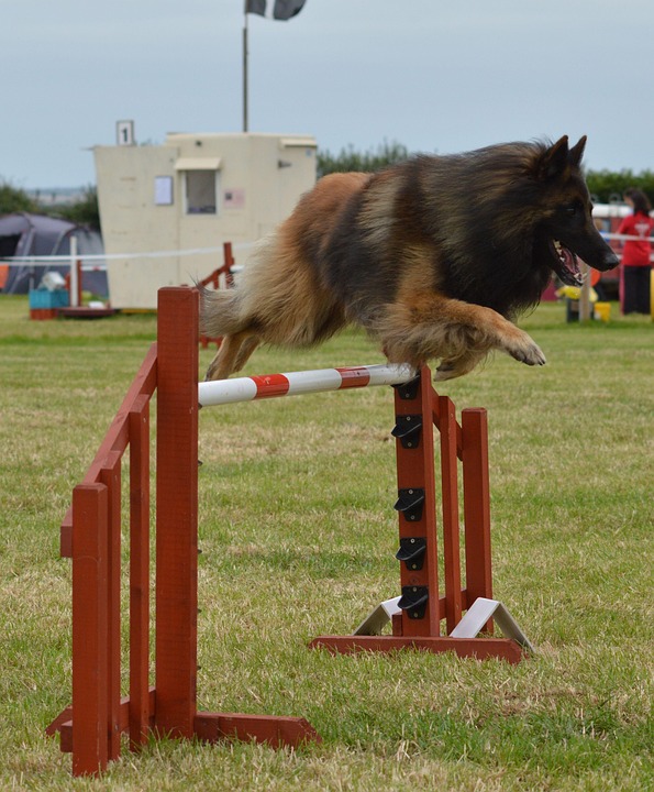 Berger Belge, Chien, Agilité, De Remise En Forme, Saut