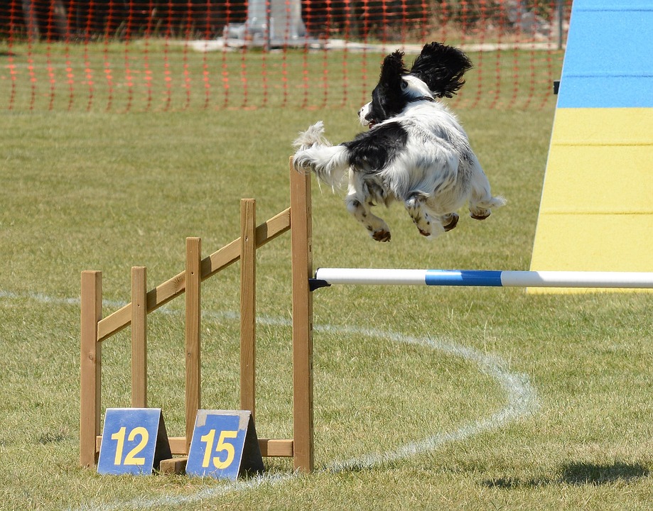 Spaniel Chien, Agilité, De Remise En Forme, Saut, Été