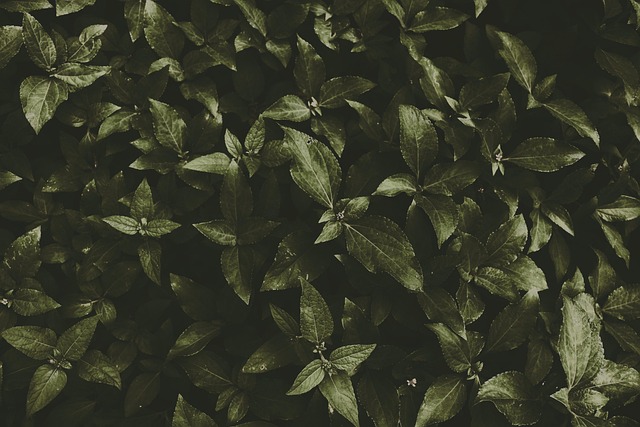 Free Dark Green Free Background photo and picture