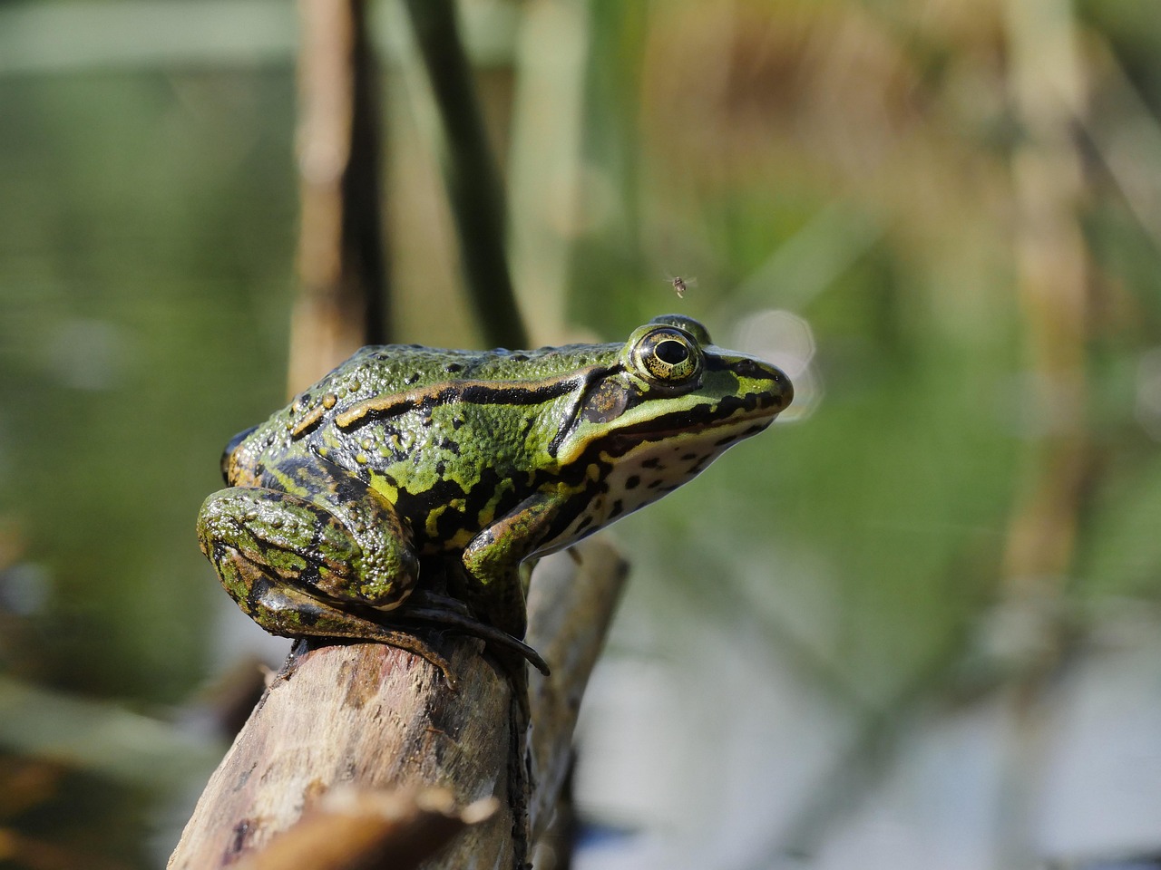 Pangeran Katak dari Rawa Hijau