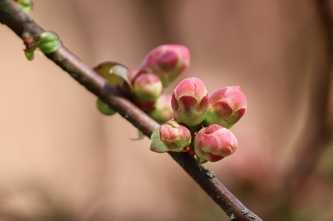 Knospen Zweig Aufgehen