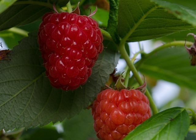Is Raspberry A Fruit Raspberry Raspberries Fruits - Free photo on Pixabay