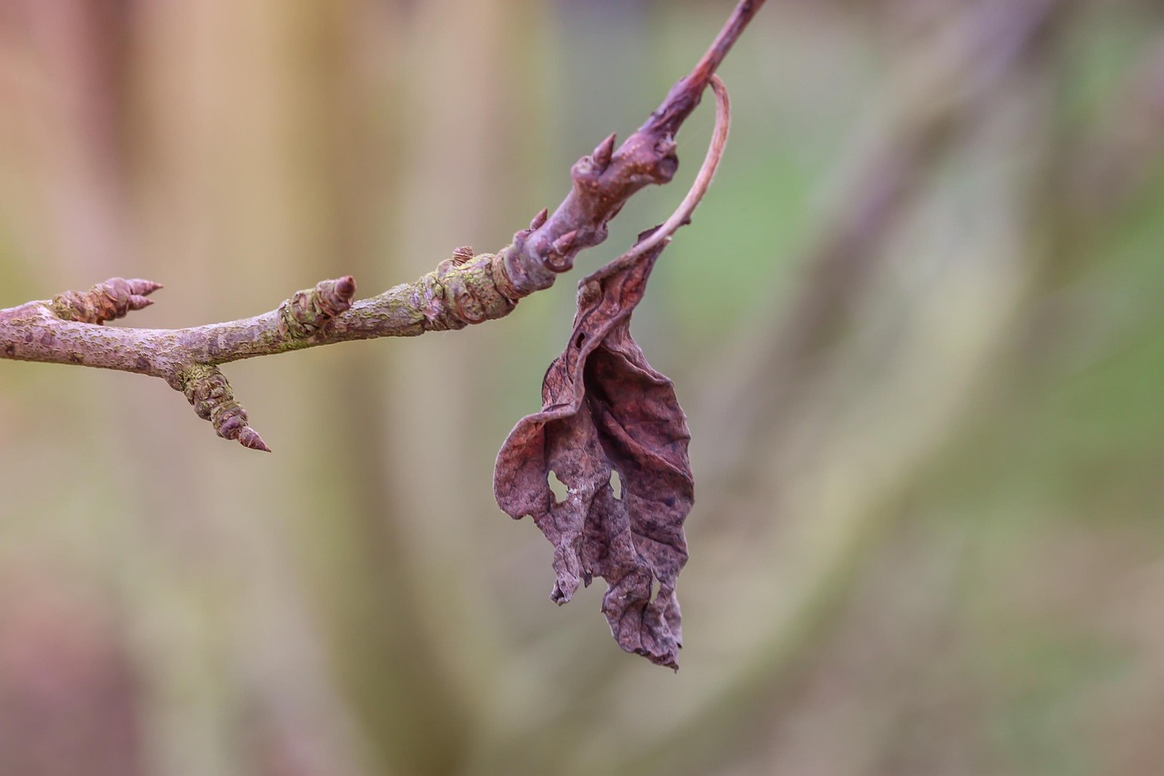 eibe im topf wird braun Eibe – Taxus baccata (Hecke)