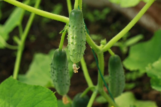 Free Cucumbers Plant photo and picture