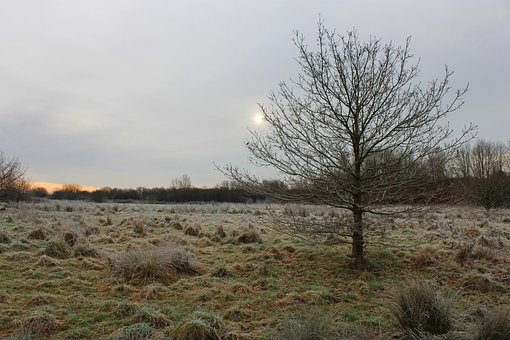 Free Winter Tree photo and picture