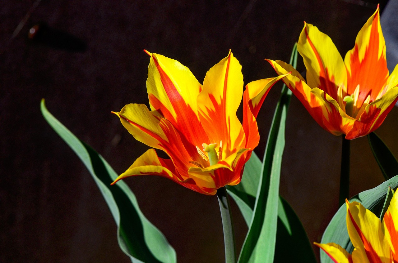 Bunga Tulp Kebun Musim Semi - Foto gratis di Pixabay - Pixabay