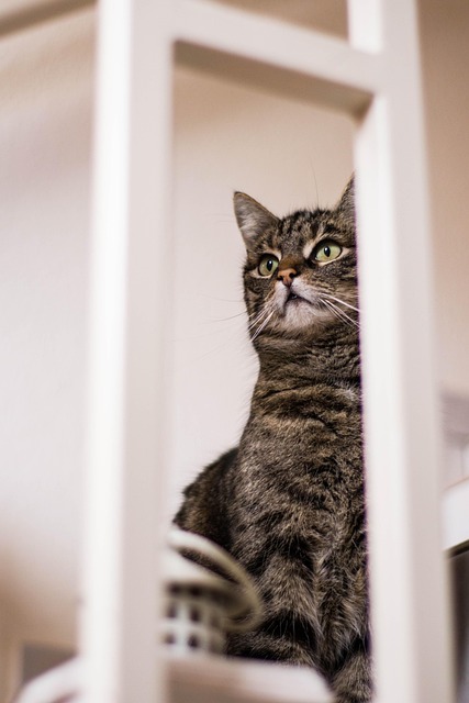 Free Cat Pet photo and picture