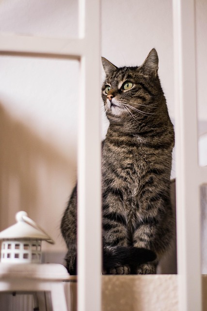 Free Cat Animals photo and picture