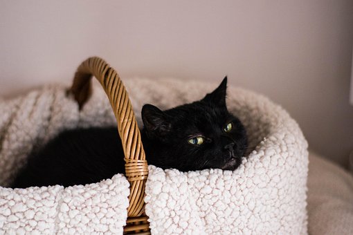 Free Cat Animals photo and picture