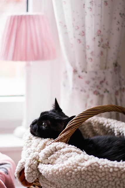Free Cat Animals photo and picture