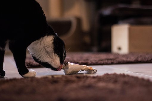 Free Cat Animals photo and picture