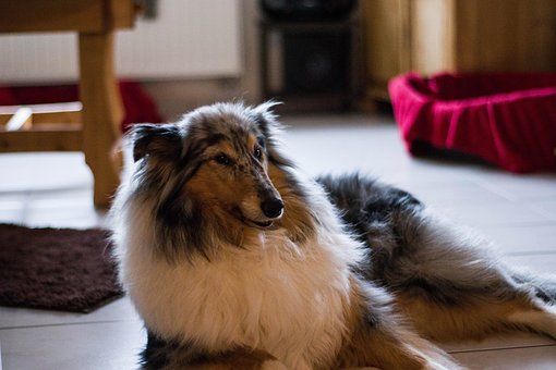 Free Dog Animal photo and picture