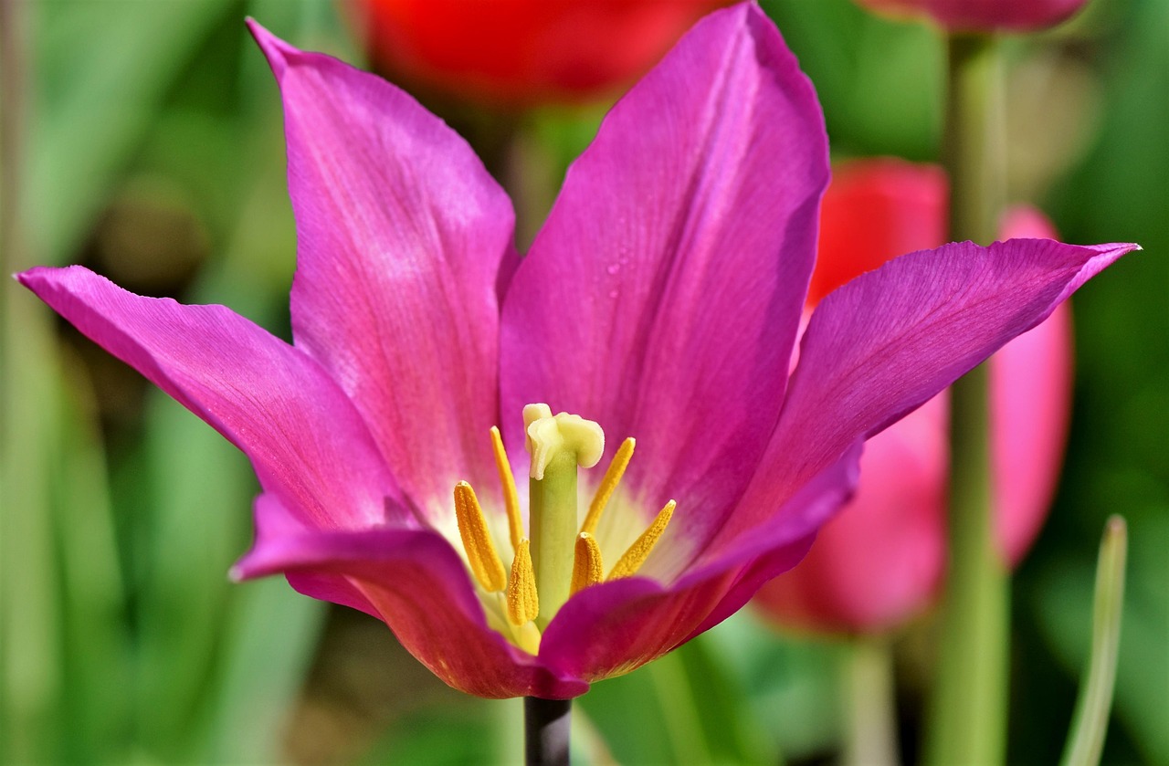Tulip - free online jigsaw puzzle photo