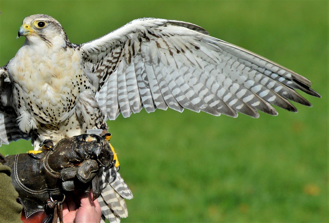 Falcon Birds Of Prey Raptor - Free photo on Pixabay