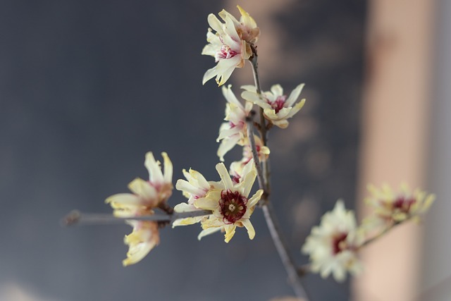 Calycanthus, Bloesem, Jasmin, Geur