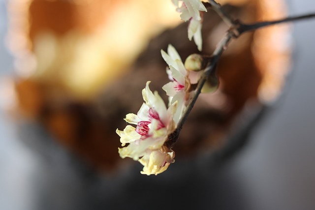 Calycanthus, Bloesem, Geur, Interieur