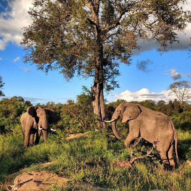 Free Elephants Africa photo and picture