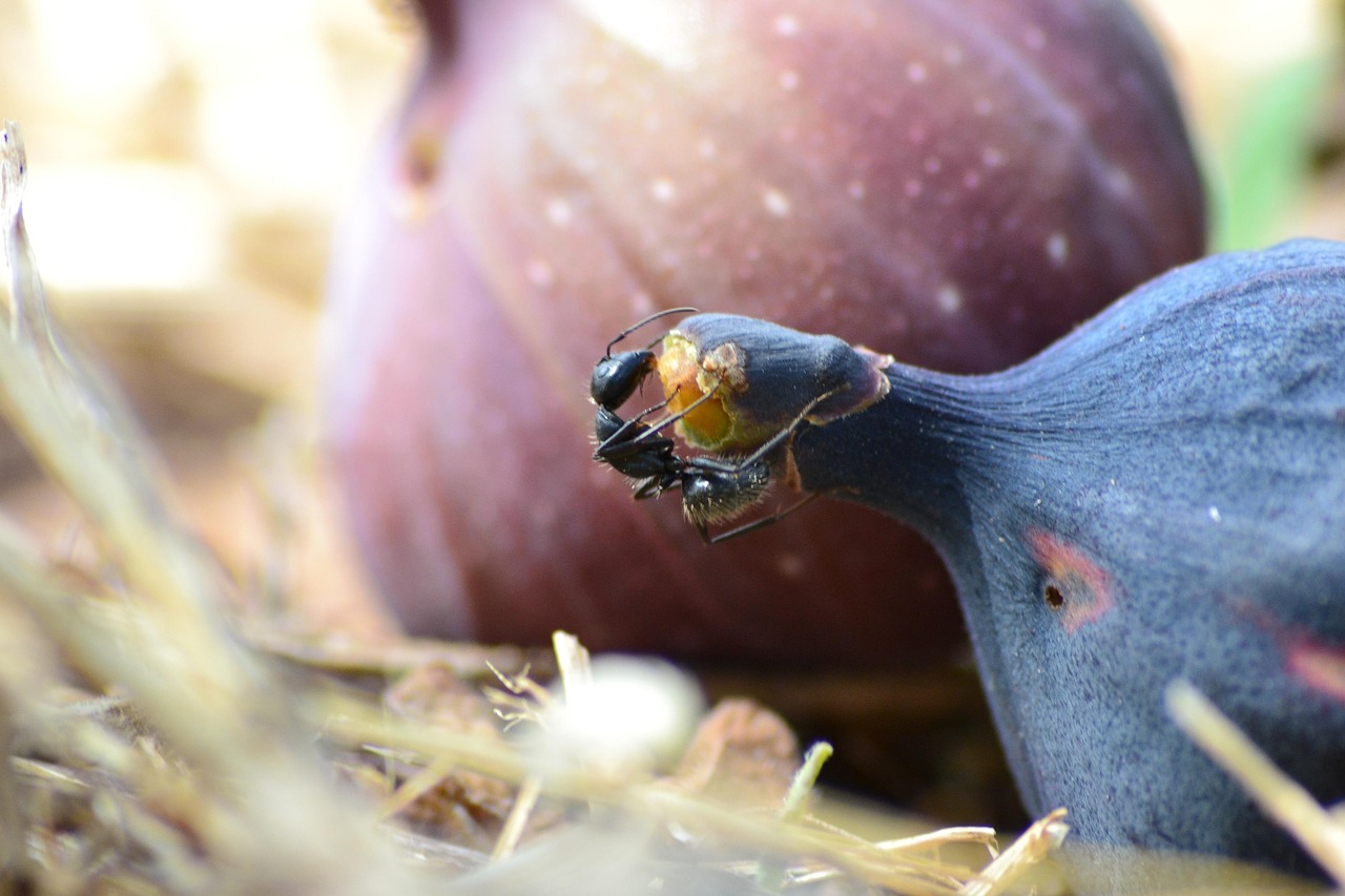 Insects Fruit Fig Tree - Free photo on Pixabay - Pixabay