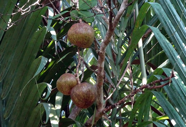 Obst, Dhundhul, Dhundal-Baum