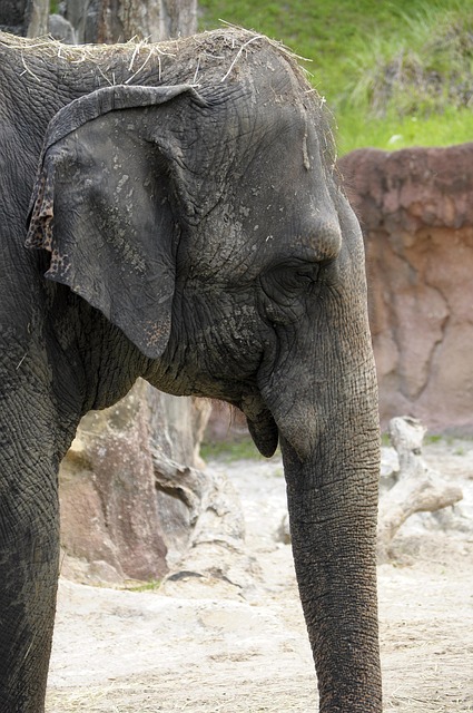 Free Elephant Animal photo and picture