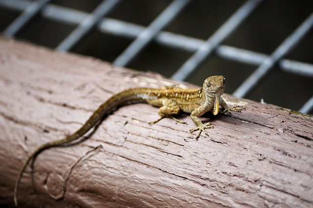 Free Lizard Animal photo and picture