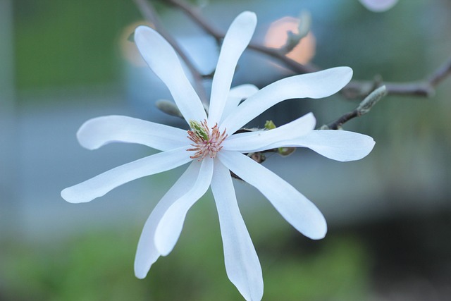 Free Magnolia Flower photo and picture