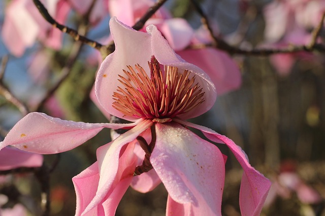 Free Magnolia Beautiful Flowers photo and picture