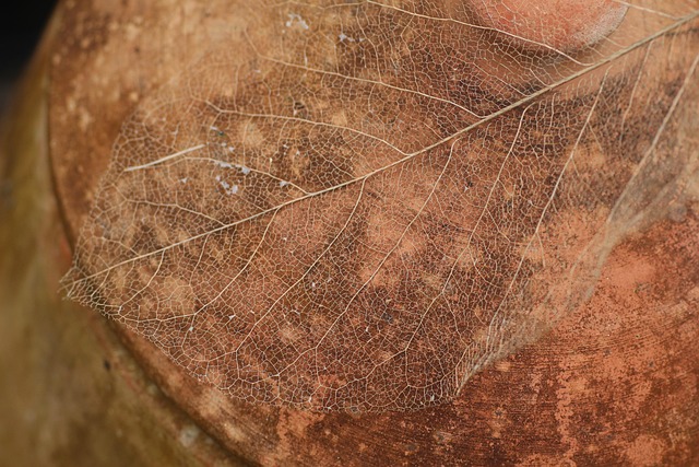 Free Leaf Spine photo and picture