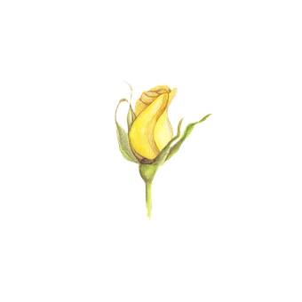 Free Rose Watercolor illustration and picture