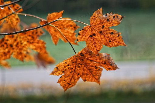 Free Leaves Fall photo and picture