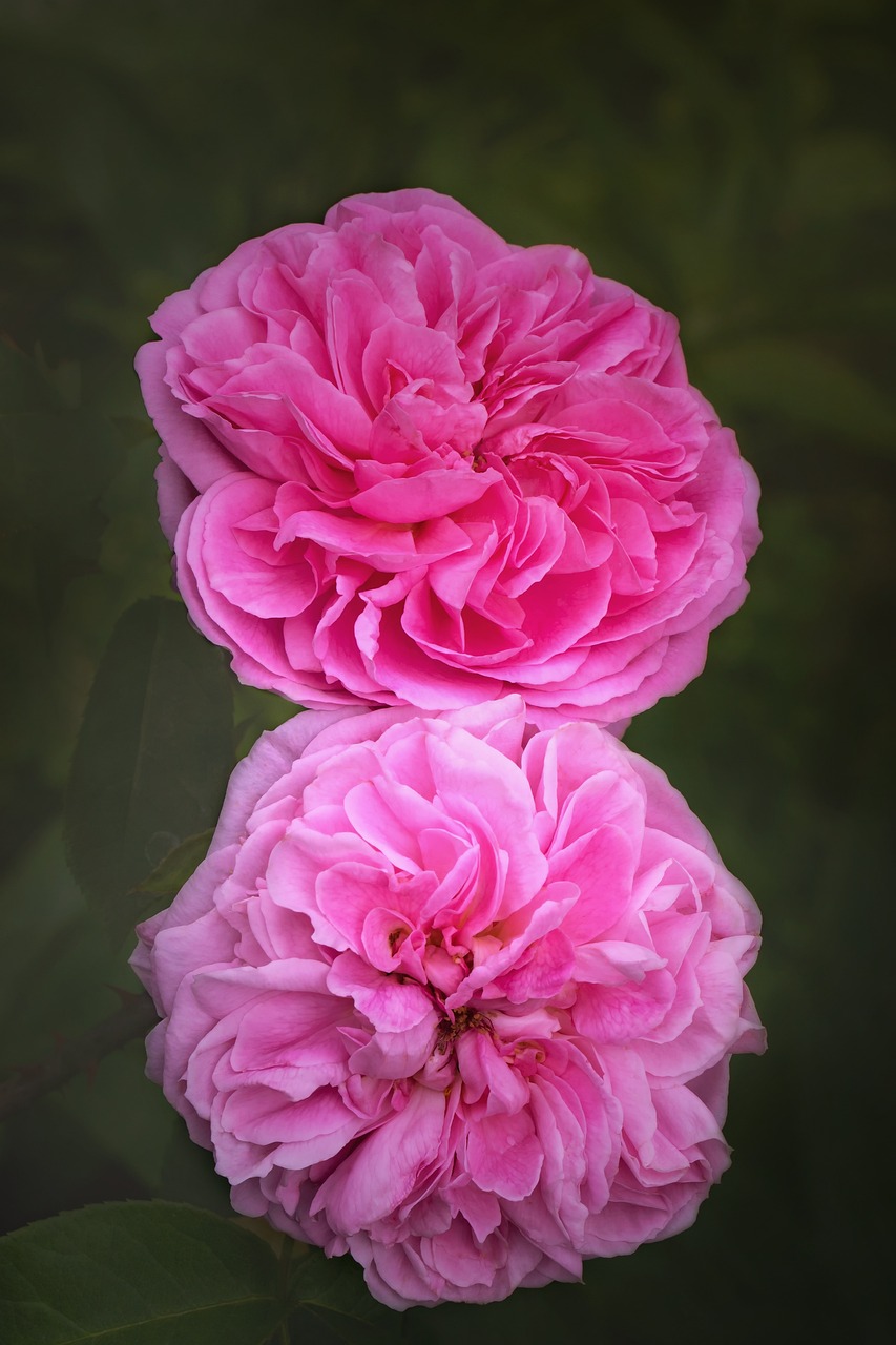 La Nature Fleur Des Roses - Photo gratuite sur Pixabay - Pixabay
