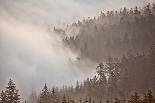 Free Morning Mood Forest photo and picture